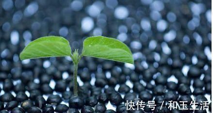 不饱和脂肪酸|黑豆与黄豆那个比较有营养，它们有什么区别，知道的人真不多