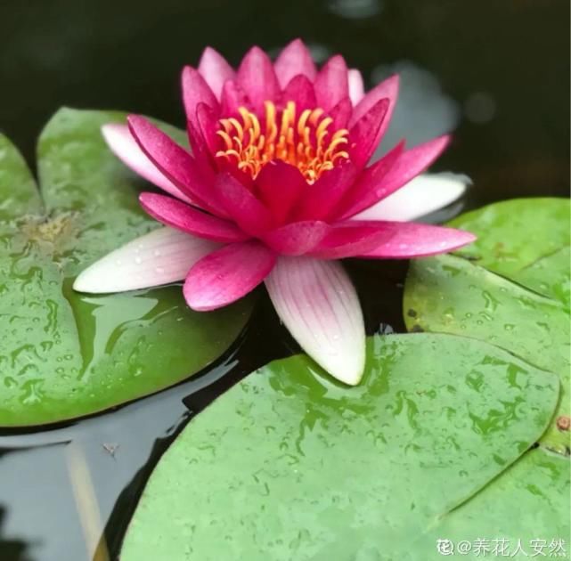 美人般的花，花开瞬间美到窒息，谁见都夸