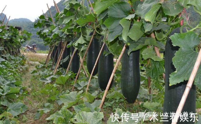 冬瓜|冬瓜与它是“天生一对”,常在一起食,润肠通便,肠胃也干净了