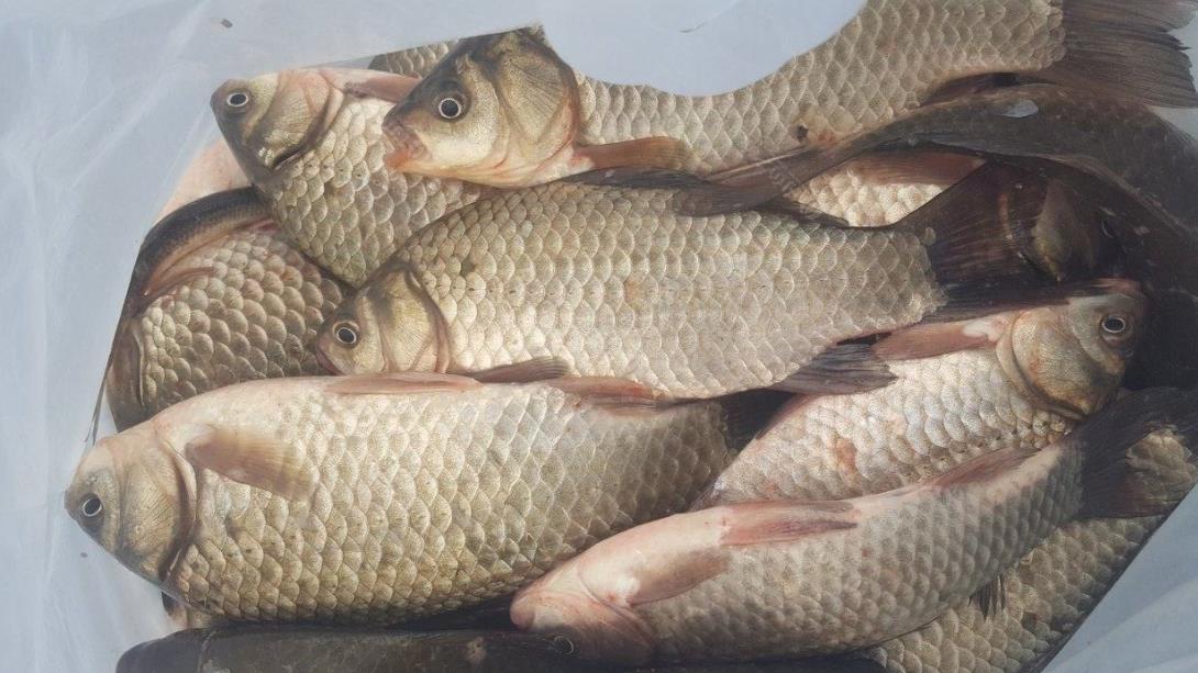 老钓手钓鲫鱼的“偏方”，亲自试了下，差点没把一条河的鲫鱼钓光