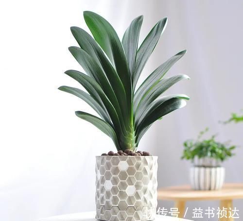 花友们|君子兰夏天有“四怕”，避开后，苗壮叶绿、状态好