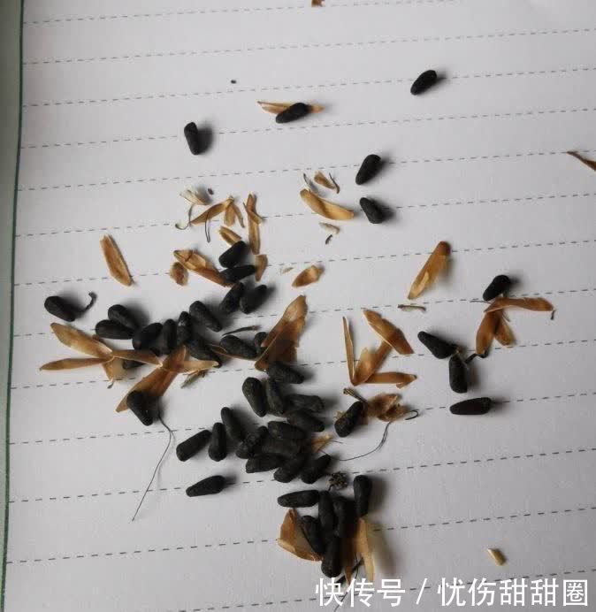 春天就养这2种花，一盆可以开一整个阳台的花儿，漂亮清新