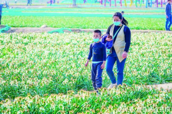 老年|漳州水仙花海成新晋“网红”日均游客量超6万人