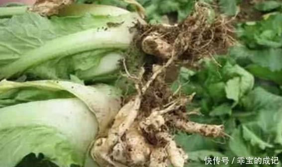 良方|天然“止咳药”发现了,家家厨房都有的特效药,治疗感冒,防咳嗽