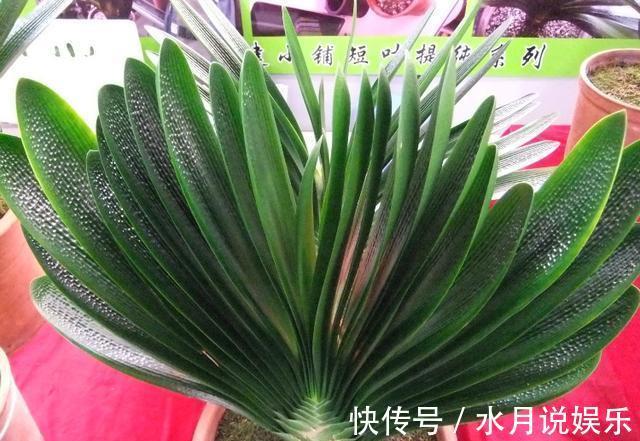 养君子兰，犯了2个错，不再整齐划一，歪七扭八太不像话