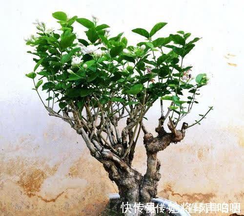花卉|养了3年的茉莉花变老桩，长成“巨无霸”，清香宜人大半年！