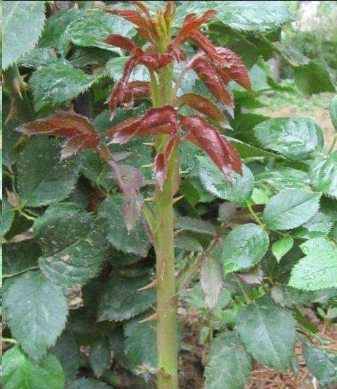 养月季,有2个“小技巧”,笋芽壮、花苞多,花儿开得碗口大