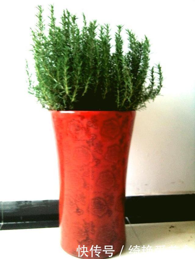 蚊子害怕这“5种花”,夏天养1盆,蚊虫躲的远,安心睡觉