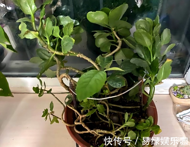 修剪|6种花,长高就“变丑”,株型低矮才“漂亮”,要舍得剪!