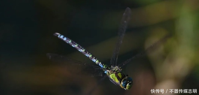 蜻蜓不足1克重飞了6400公里,横穿印度洋,打破生命极限值