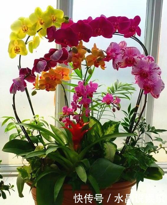 秋冬时节想赏花,就在家养盆蝴蝶兰,3点技巧让它突突冒花
