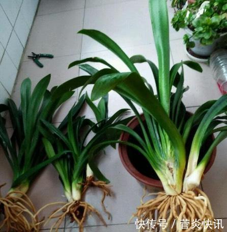 秋天养君子兰,盆土里加点它,叶片蹭蹭长爆盆,一盆开花30朵