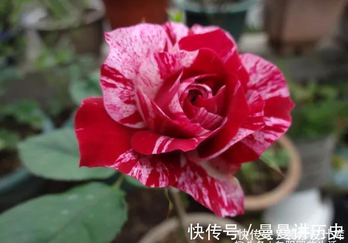 一朵花|月季花苞小，开花少改善这“3点”，开花翻倍，花瓣又大又艳