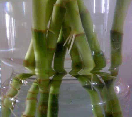 水里放“4样”东西,“富贵竹”根系疯长,枝叶“大爆发”!