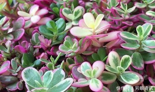 喜欢玫瑰，就养盆“精品玫瑰”红玫瑰，花开红色似火，美艳优雅！