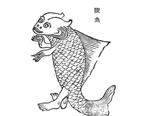 大鲵!人鱼是真实存在的吗?山海经给了我们答案,人面鱼身现存于世