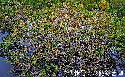 亚马逊|世界上最大的热带雨林，面积超过大半个中国，号称“地球之肺”