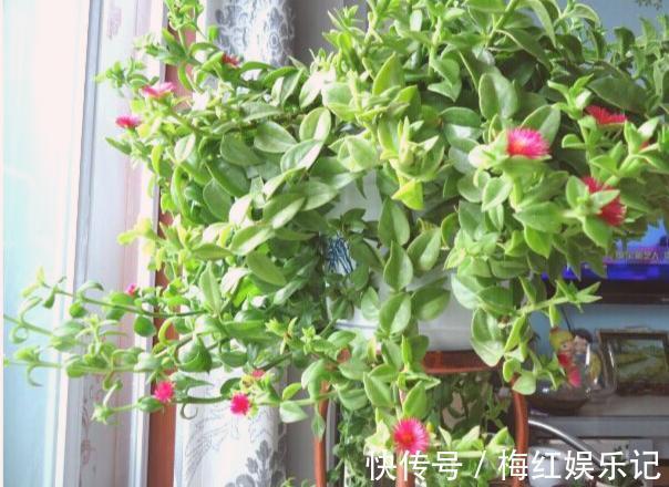 碰碰香|能“养人”的四种花,好养不怕热,可凉拌可泡茶,还能驱蚊子