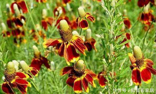 很值得入手的盆栽花,花美似牡丹,四季都开花