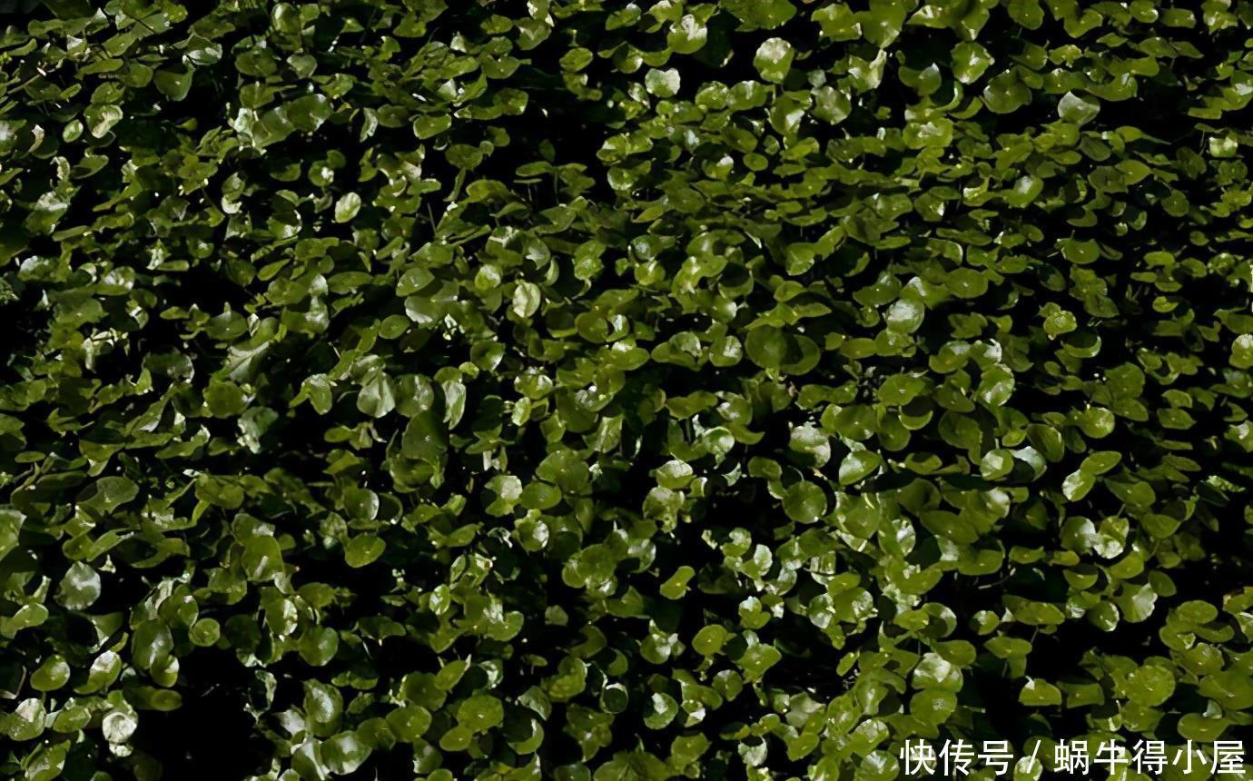 名字寓意很好,常被当绿植种植,却不知危害极大,请重视