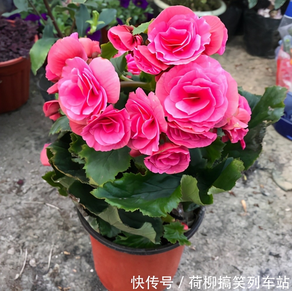 春天买花要谨慎,4种花“夏必死”,新手绕开走,别白花钱