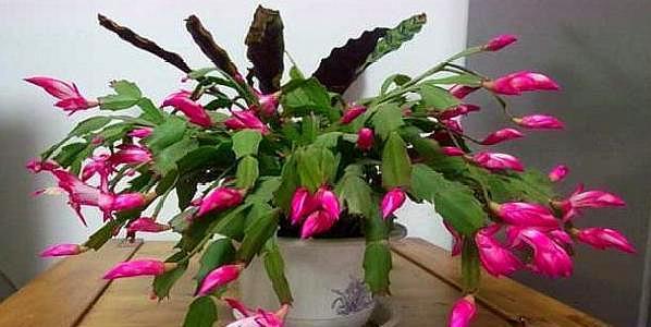 蟹爪兰扦插不生根做好这“几点”,长根快,新芽不断往外冒!