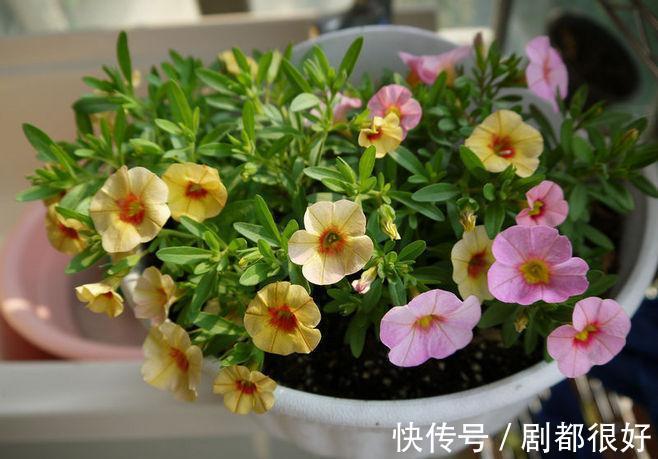 这5种植物开花美，不挑剔，堪称：家庭盆栽福利