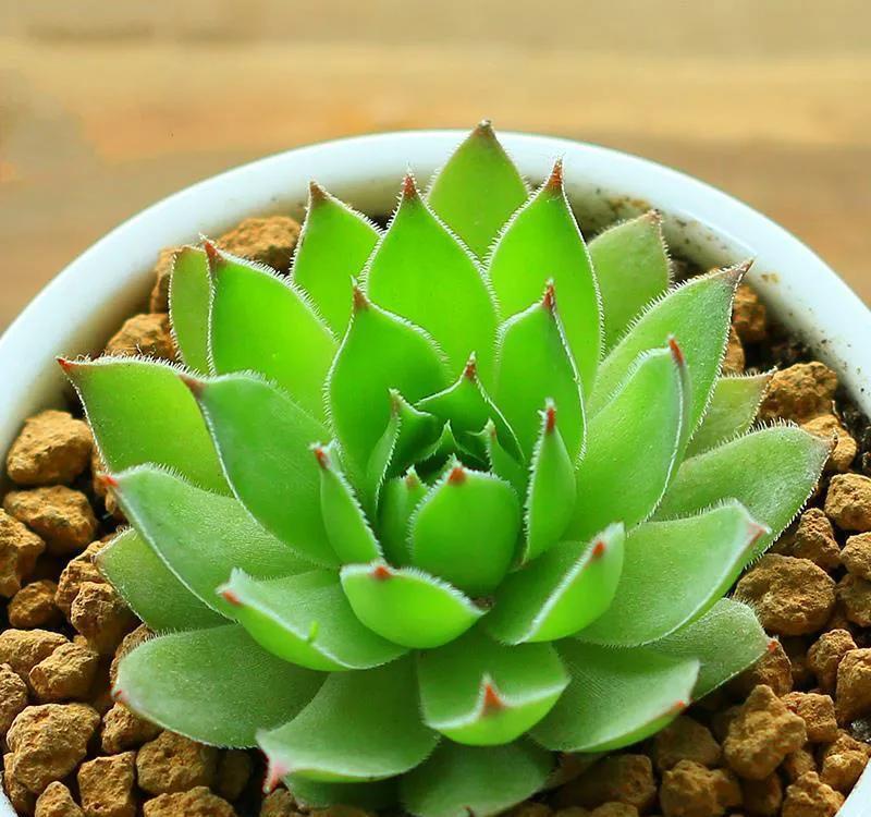 这八种漂亮多肉很常见,能够认全的人却不多,你又能认识几种呢