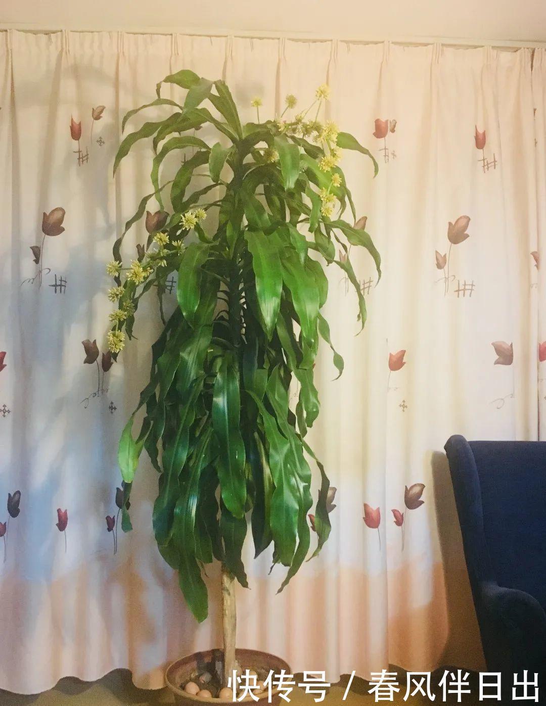 超级耐旱花,整个冬天不浇水,还能胖一圈!