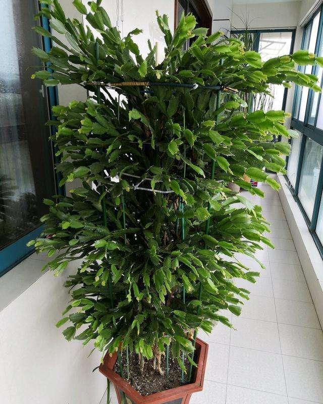 冷天,蟹爪兰有5怕,避开才能长满“钢片叶”,一年比一年开花多