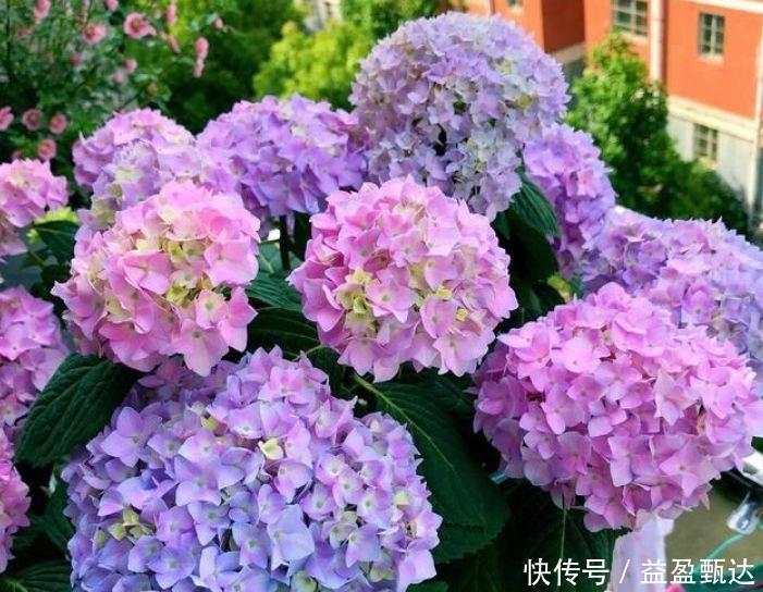 4种开花王,沾土就活,随便养都开花不断,开花一簇簇