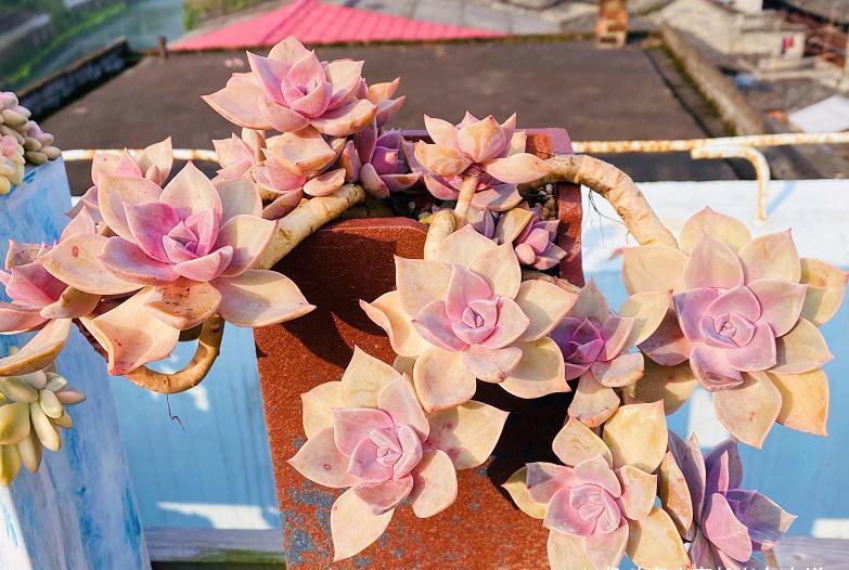 多肉很迷人,一旦入坑就很难出去,除非碰到6种让人郁闷的状况