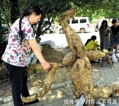 根部|这东西根部能长到几十斤重,富人对它不屑一顾,却养活了很多穷人