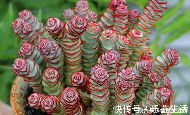 多肉界的招财树,还寓意着财源滚滚,好运连连,看它怎么养护