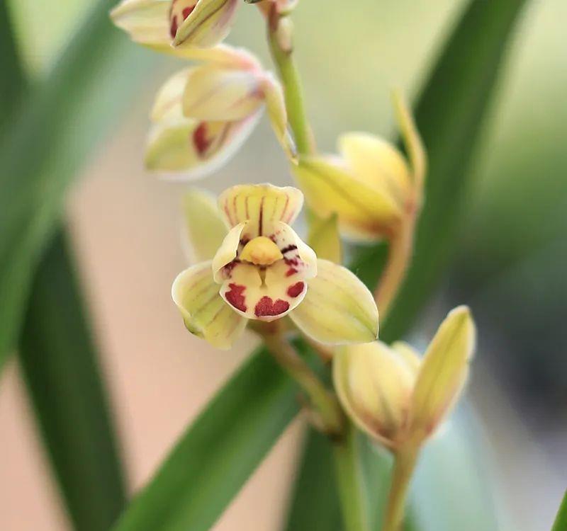 曾经天价的8种兰花,如今跌落神坛,普通人也买得起