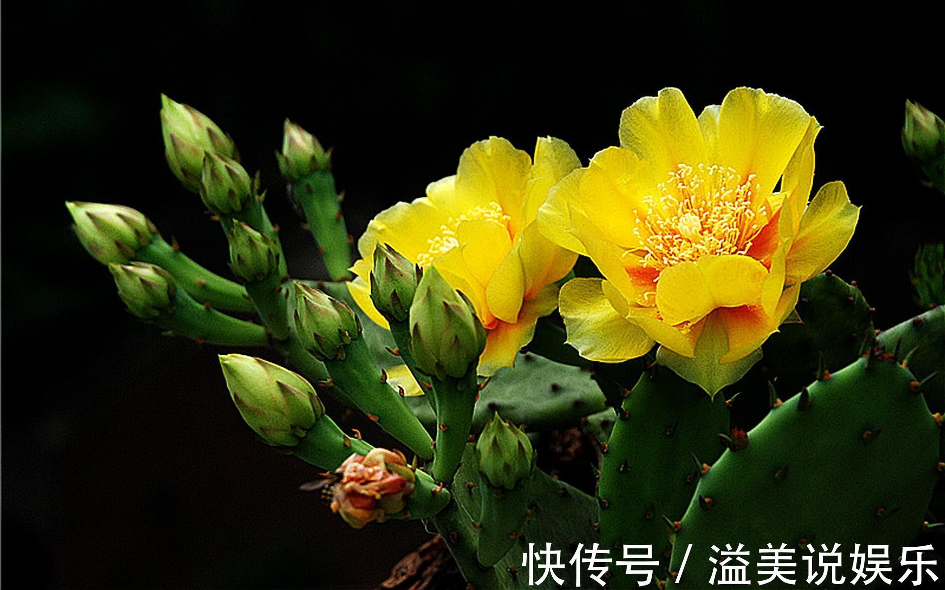 坚强|此花是坚强的花，因为心太柔软，所以才加了一套铠甲