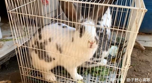 比鸡|天冷了,此肉再贵也要吃,比鸡鸭肉便宜,比牛羊肉滋补,太香了