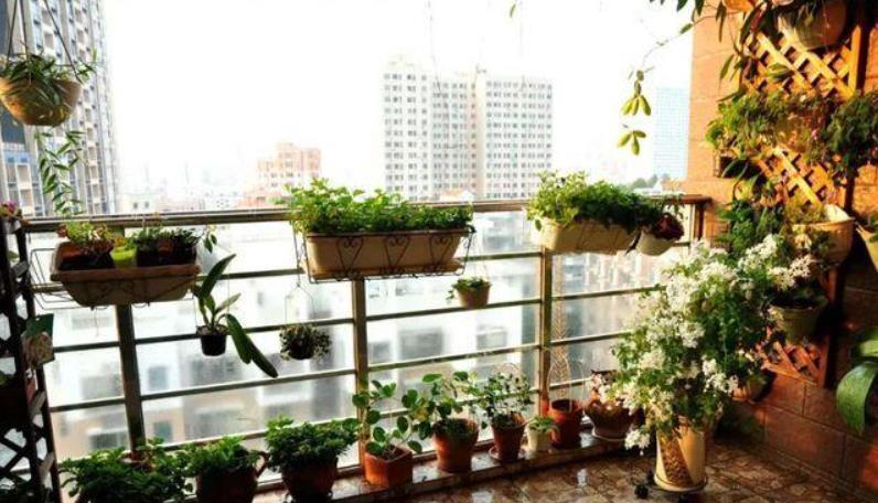 冬季供暖室内“干燥”,有3种“加湿”技巧,让花叶子一直绿油油