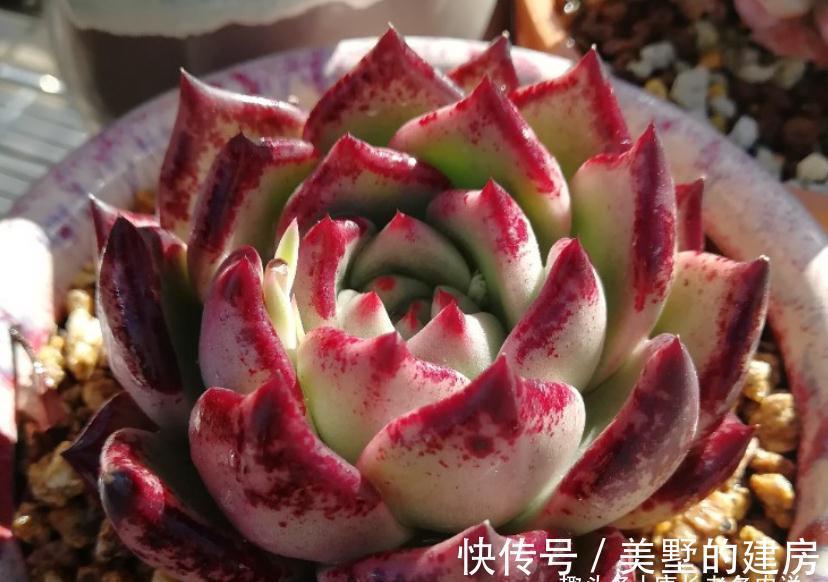 叶片|美若红颜，甜如蜜语——多肉红颜蜜语不好养？我养过后不这么认为