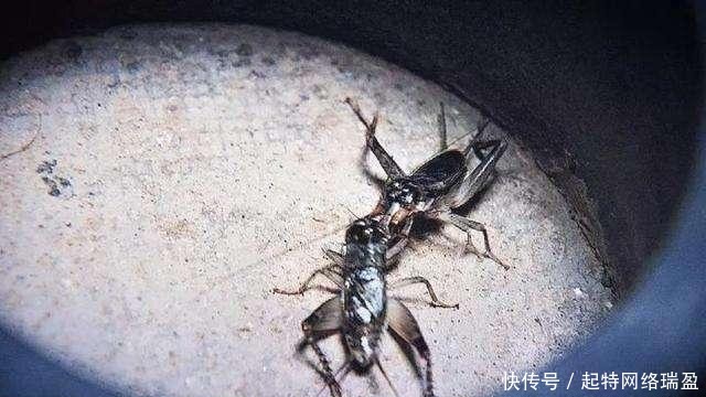 溥仪晚年回故宫,从龙椅下翻出个“宝贝”,宝贝是什么?