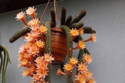 6种漂亮花,挂在窗边阳台上,不占位置,抬头就是风景!