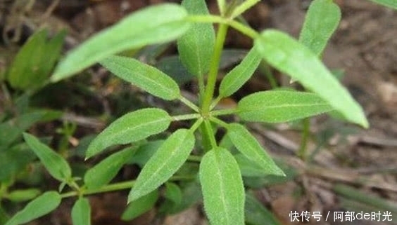 农村这野草摸一下就流血,但价值很珍贵,人称