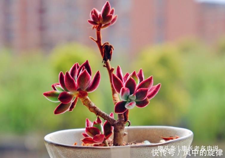 多肉锦晃星可以淋雨吗当然可以,不过有两种情况建议最好别淋雨