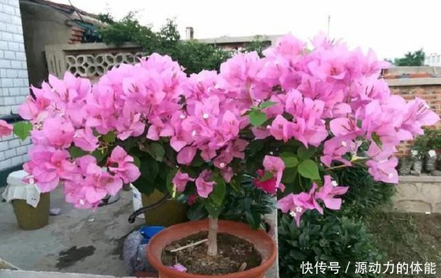 家中常见的4种花,不能让它长太高,一长高就得剪,越剪越开花!