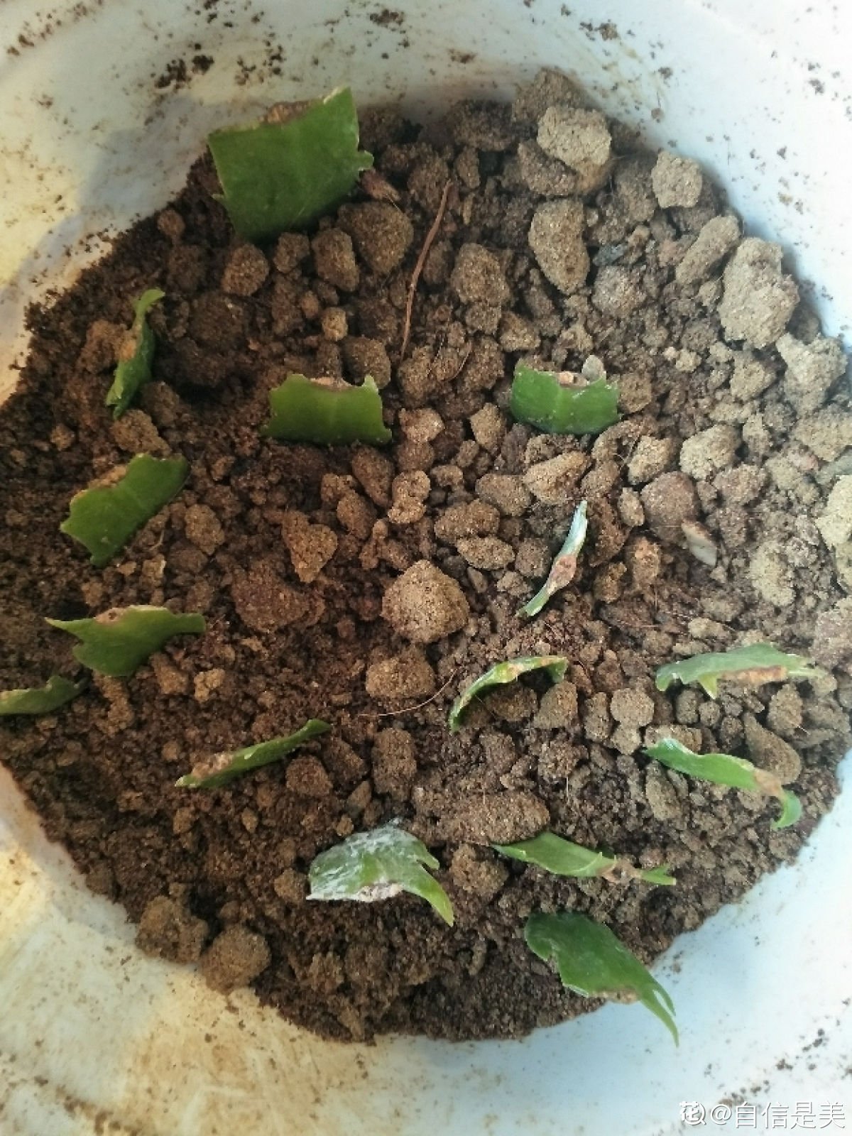 秋天|蟹爪兰度夏后,干瘪低垂没精神,4个方法重换新生