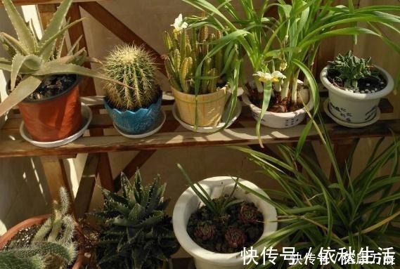 养花不会施肥？换盆时将“它”埋土里，一年不用施肥，花卉长满盆