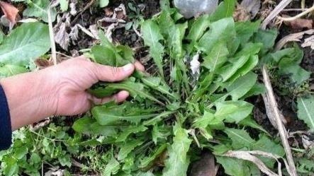 金银花泡水|蒲公英同它一起泡水喝,养生效果翻倍,后悔现在才知道!