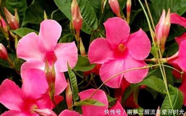 养花就养“4种花”,不怕热、不怕冷,适合新手养,轻松养爆盆!