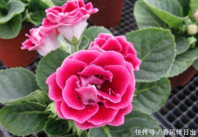 几款植物养在家里,好养易爆盆,是很好的家庭盆栽