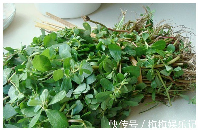 营养成分|经常用马齿苋煮水喝,5个好处不请自来,下次试一下吧